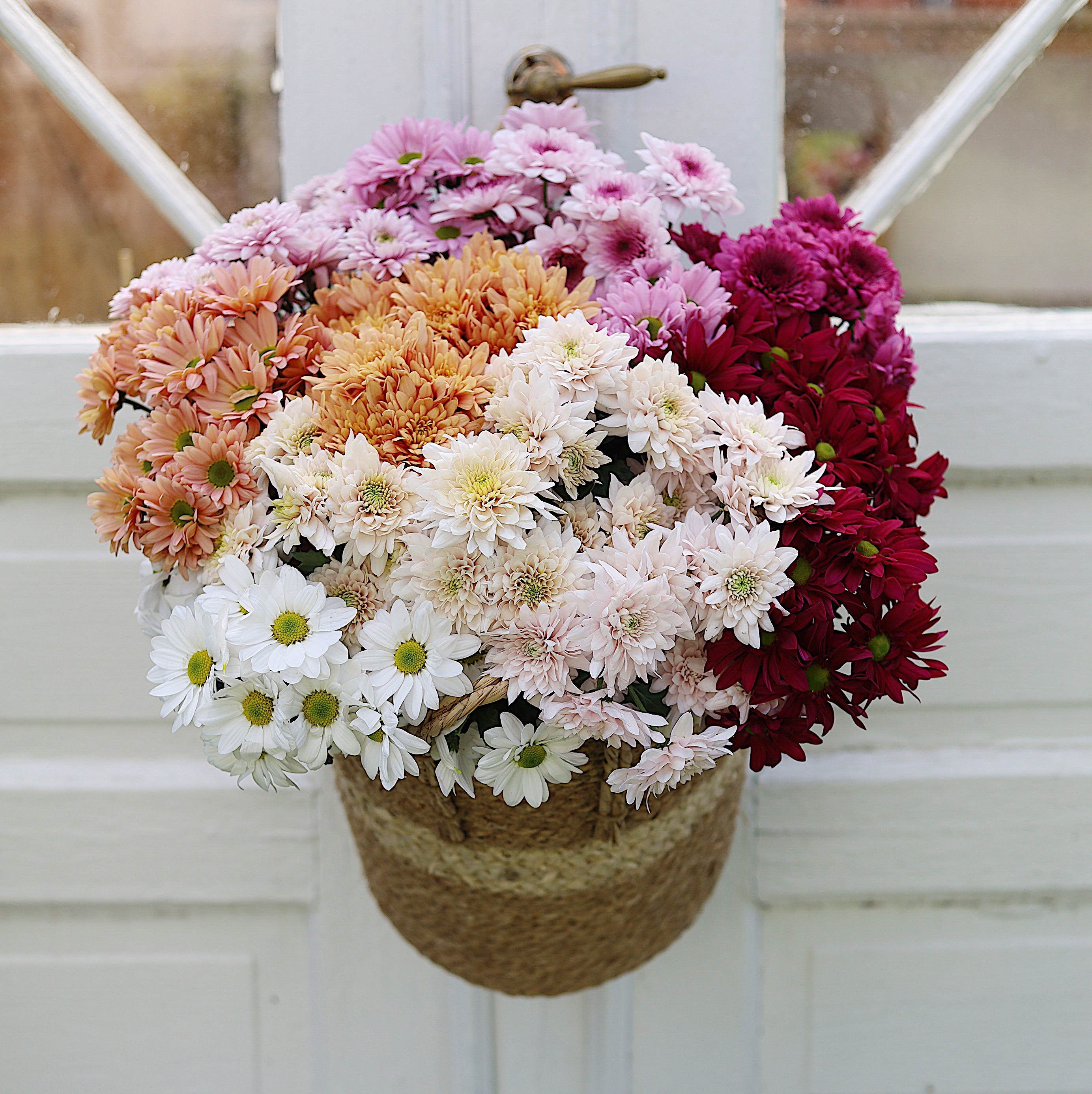 En stor kurv fylt med krysantemum som snittblomst i et vel av farger; hvit, rosa, oransje, cerise og rød.